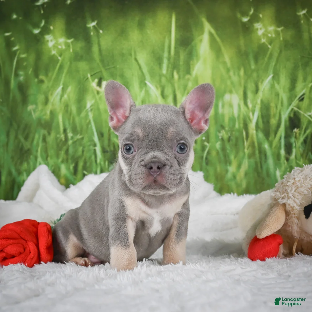 French Bulldog dogs for sale: Luca - Ad 2