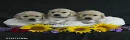 Golden Retriever dogs for sale: Bailey - Ad 5
