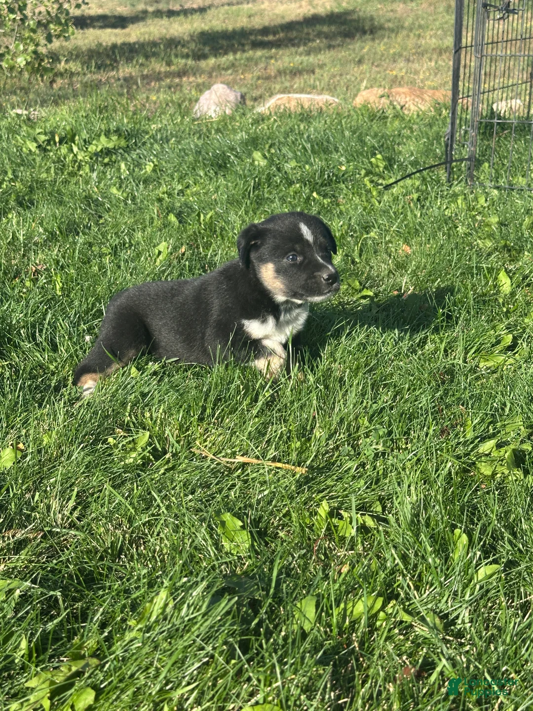 Mixed Breed dogs for sale: Tri Girl 2 - Ad 3