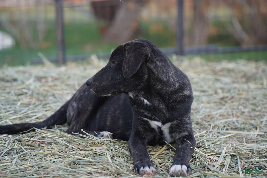 Mixed Breed dogs for sale: Bear Tiscar Farm Dog - Ad 18