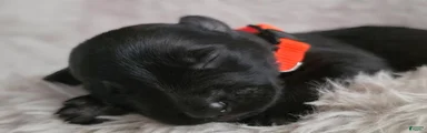 Boy (Orange)