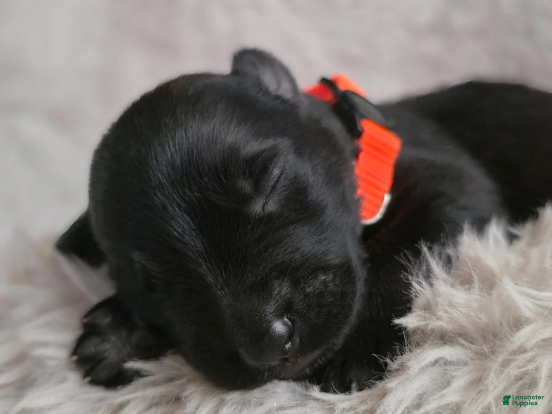 German Shepherd dogs for sale: Boy (Orange) - Ad 1
