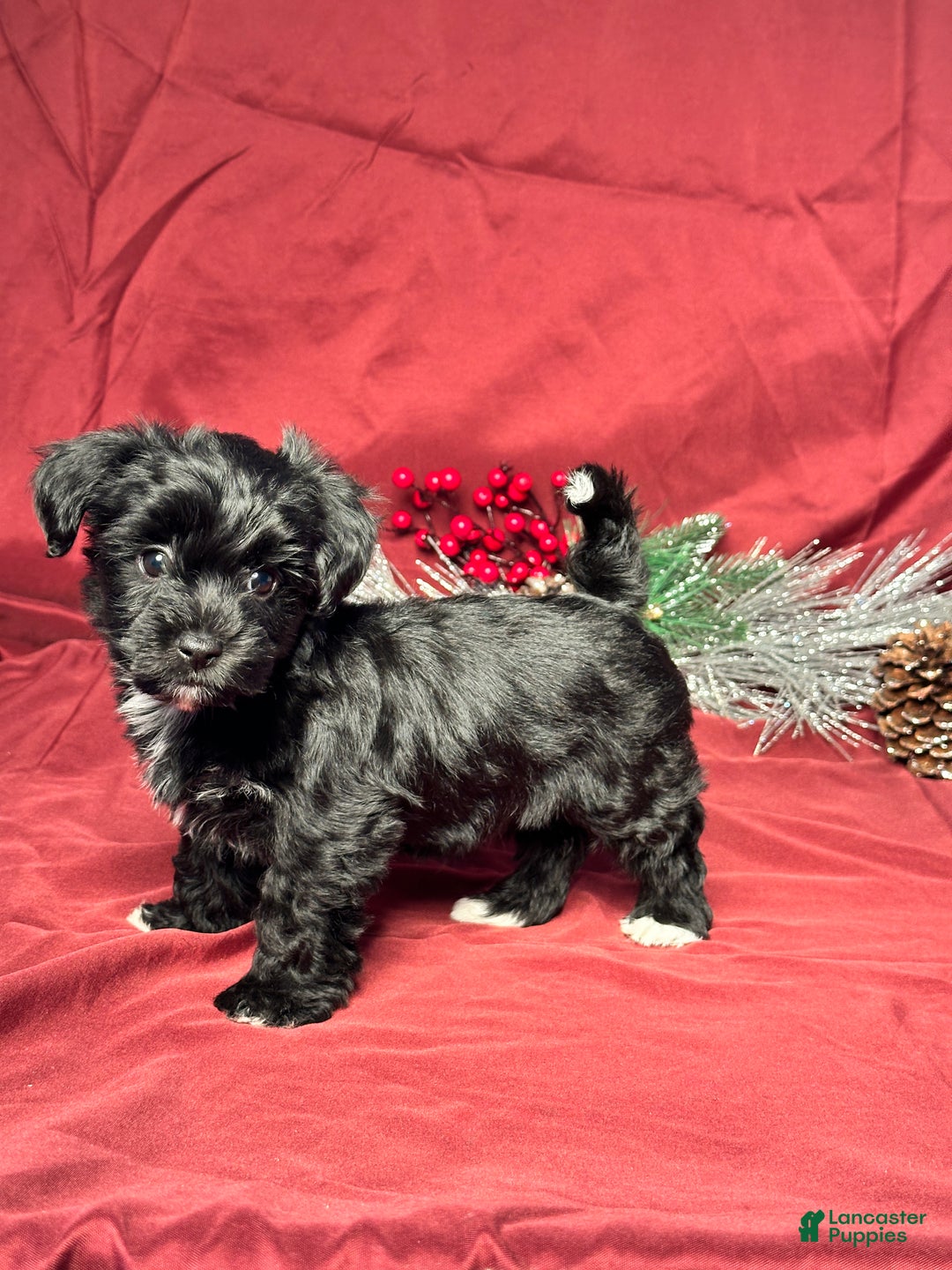 Yochon dogs for sale: Sophia - Ad 3