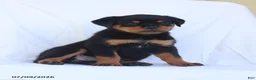 Rottweiler dogs for sale: Connie - Ad 3