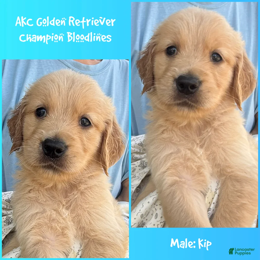 Golden Retriever dogs for sale: Kip - Ad 2