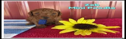 Miniature Poodle dogs for sale: Zeb - Ad 1