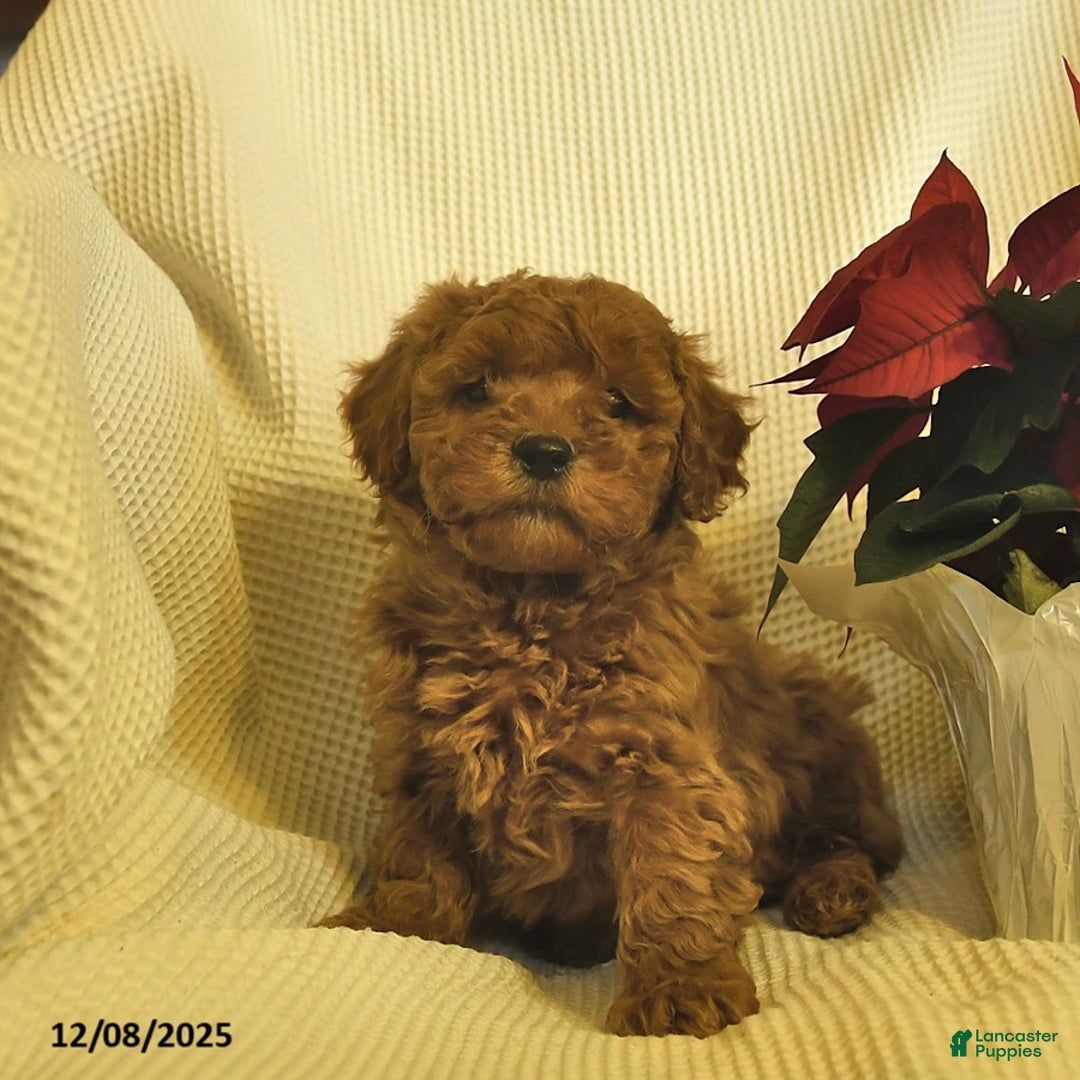 Cavapoo dogs for sale: Archer  - Ad 3