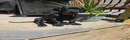 Mixed Breed dogs for sale: Red - Ad 2