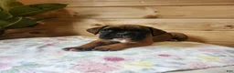 Boxer dogs for sale: Jada  - Ad 2