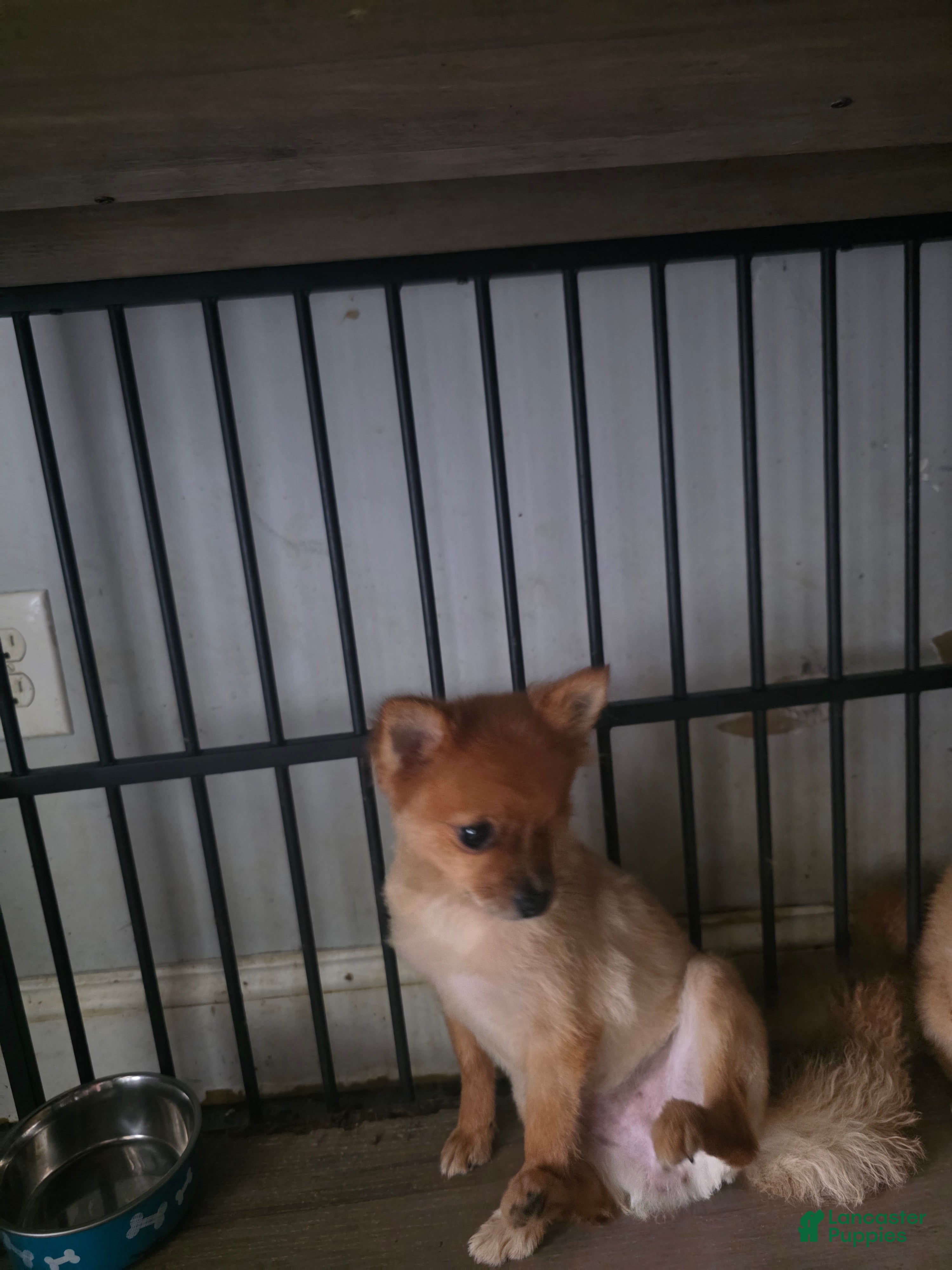 Pomeranian dogs Mocha - Ad 21