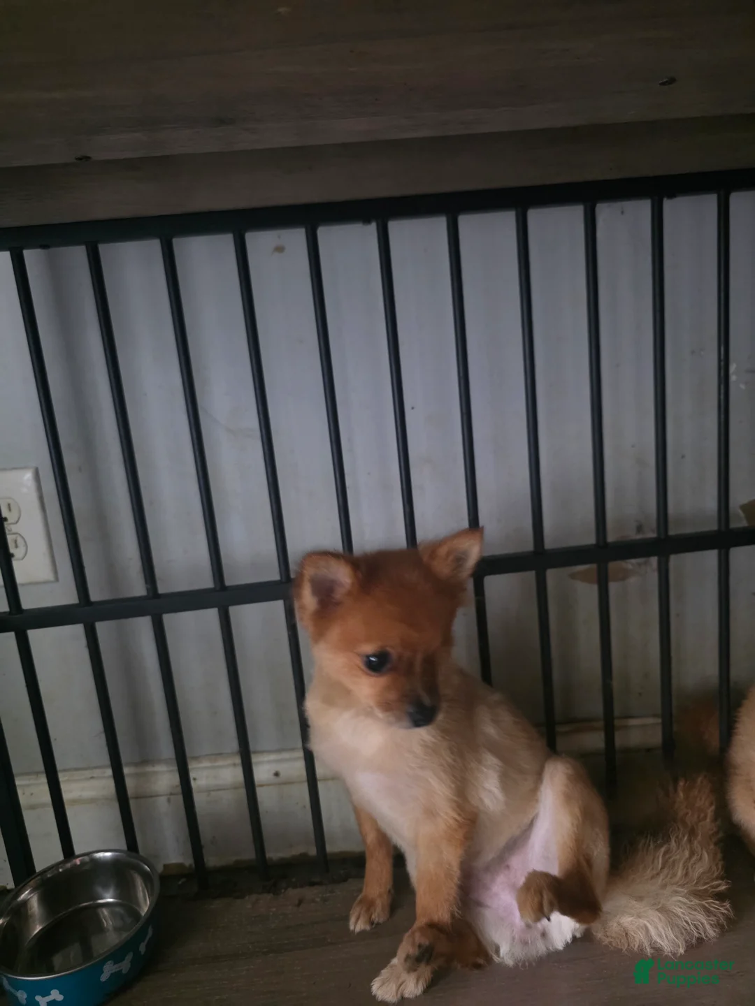 Pomeranian dogs for sale: Mocha - Ad 1