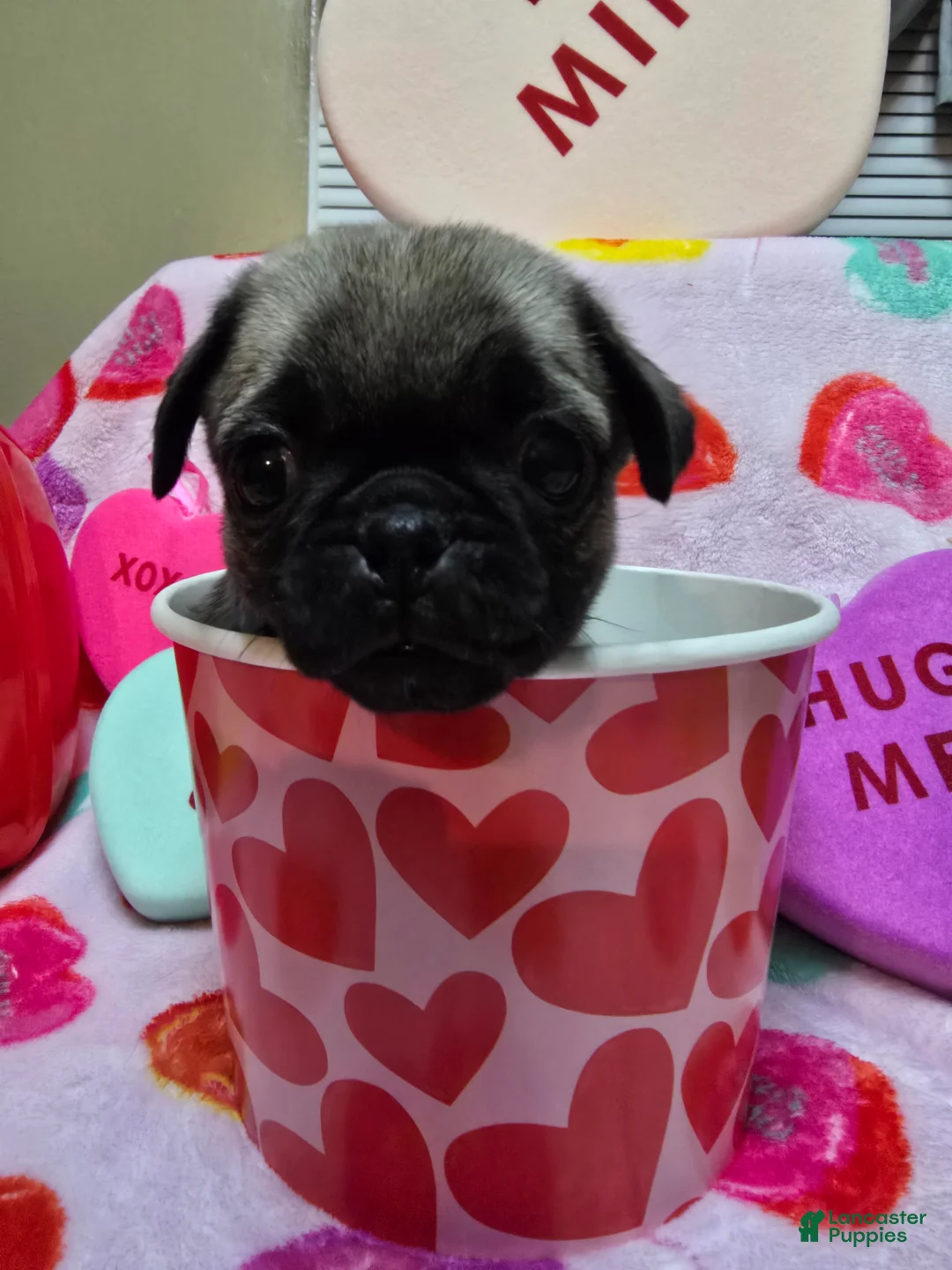Pug dogs for sale: Bella  - Ad 3