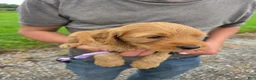 Mixed Breed dogs for sale: Mixed Breed 6 Violet - Ad 2