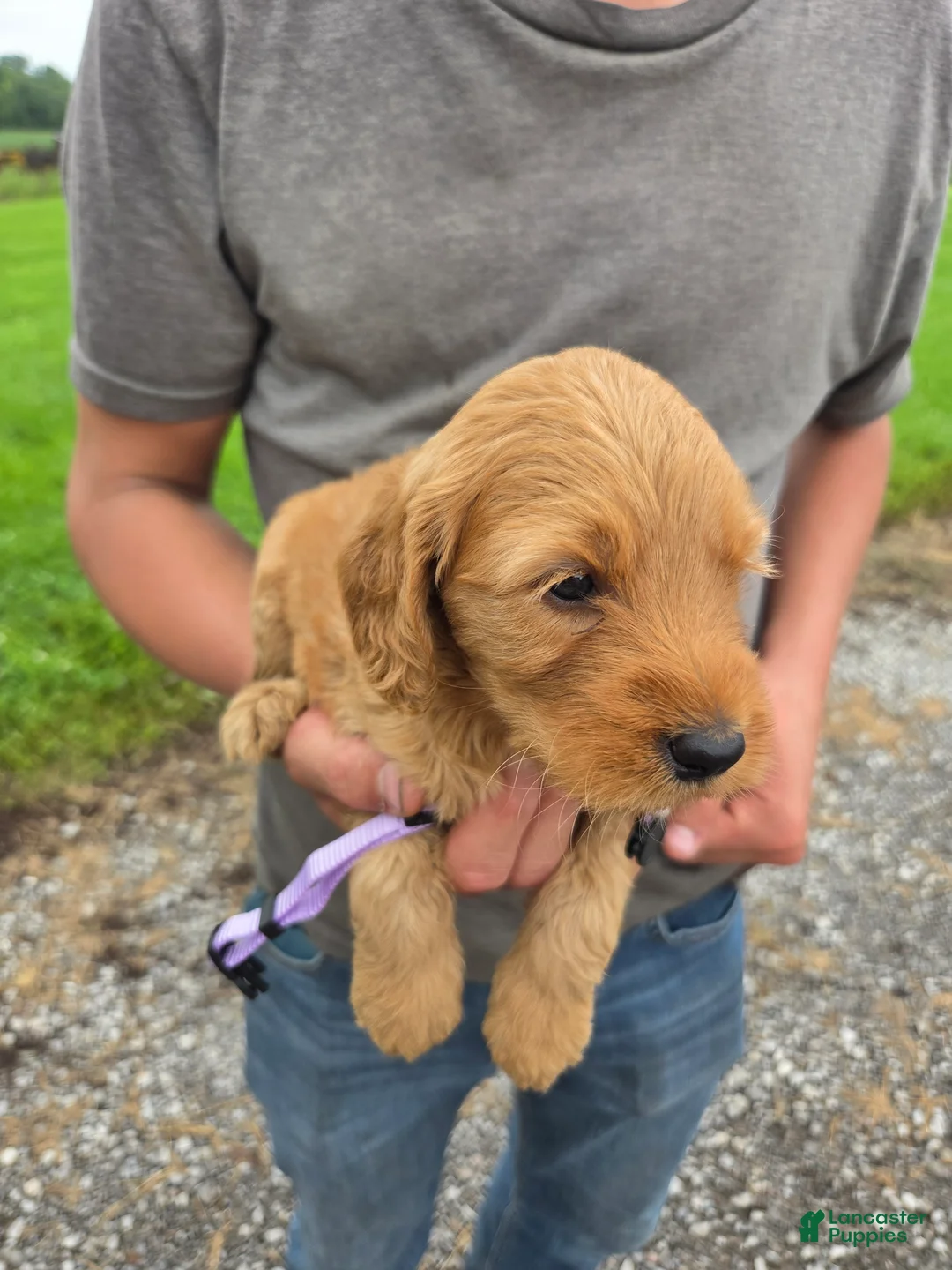 Mixed Breed dogs for sale: Mixed Breed 6 Violet - Ad 2