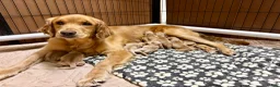 Golden Retriever dogs for sale: Penny’s Mr Blue - Ad 2