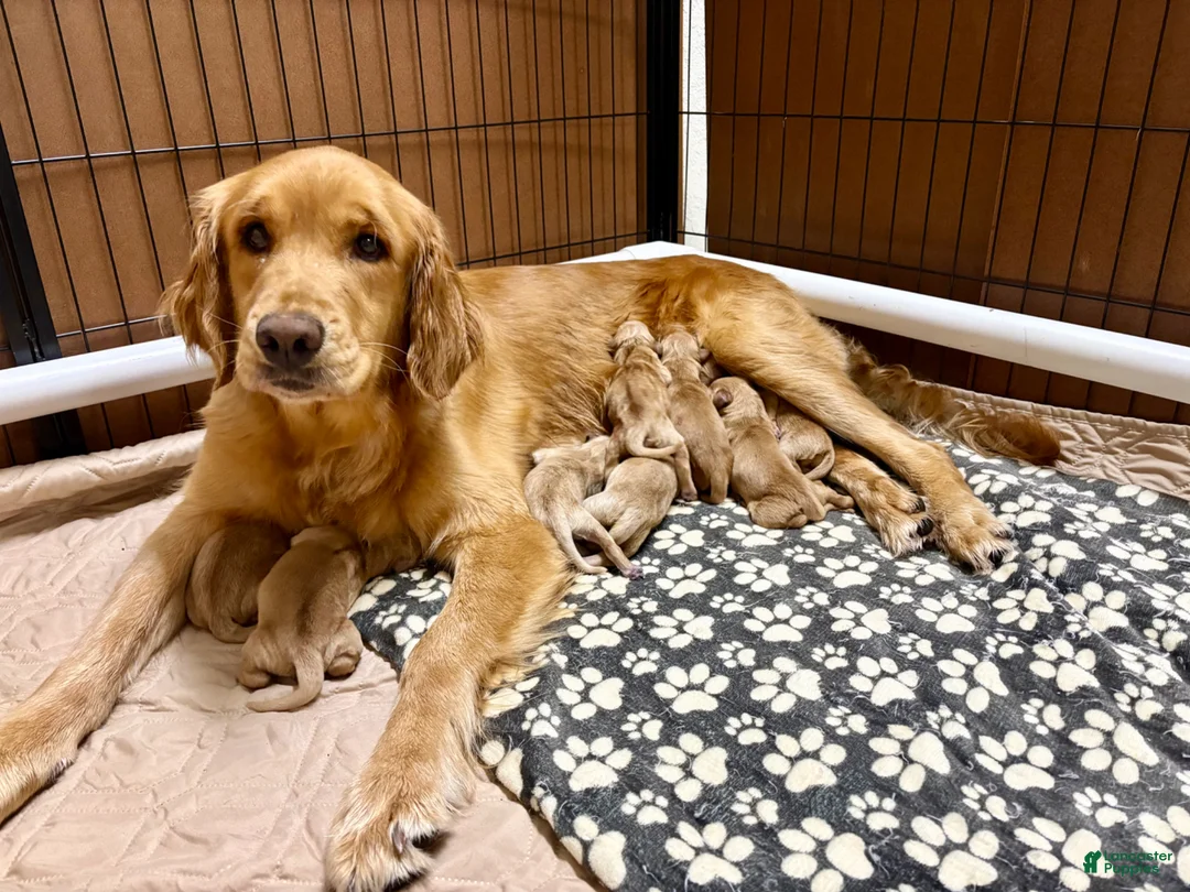 Golden Retriever dogs for sale: Penny’s Mr Blue - Ad 2