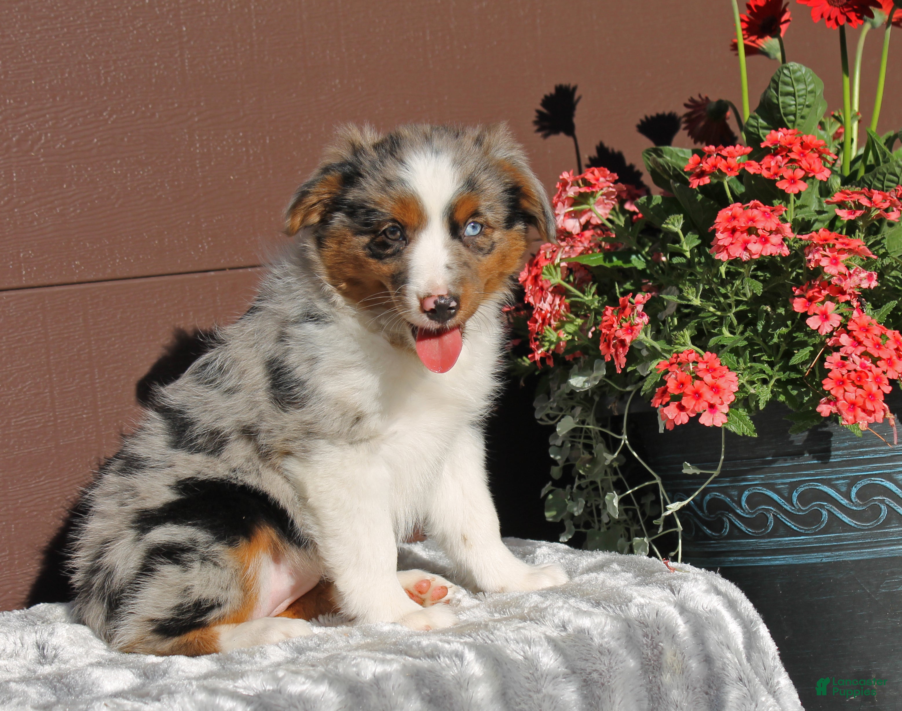 Miniature Australian Shepherd dogs Annie - Ad 1