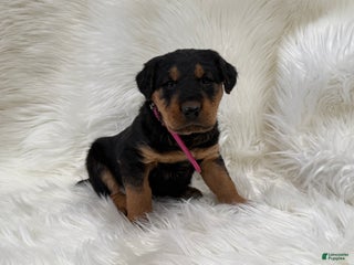 Airedale Terrier dogs Kit Airedale Terrier Puppy 3 - Ad 2