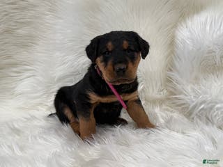 Airedale Terrier dogs Kit Airedale Terrier Puppy 3 - Ad 3