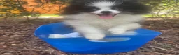 Pomeranian dogs for sale: Pomeranian 1 - Ad 3