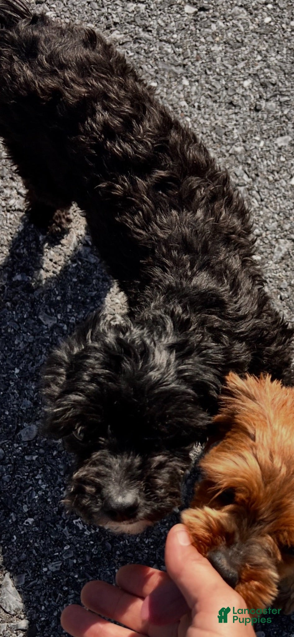 Morkie dogs Sister Bear - Ad 2