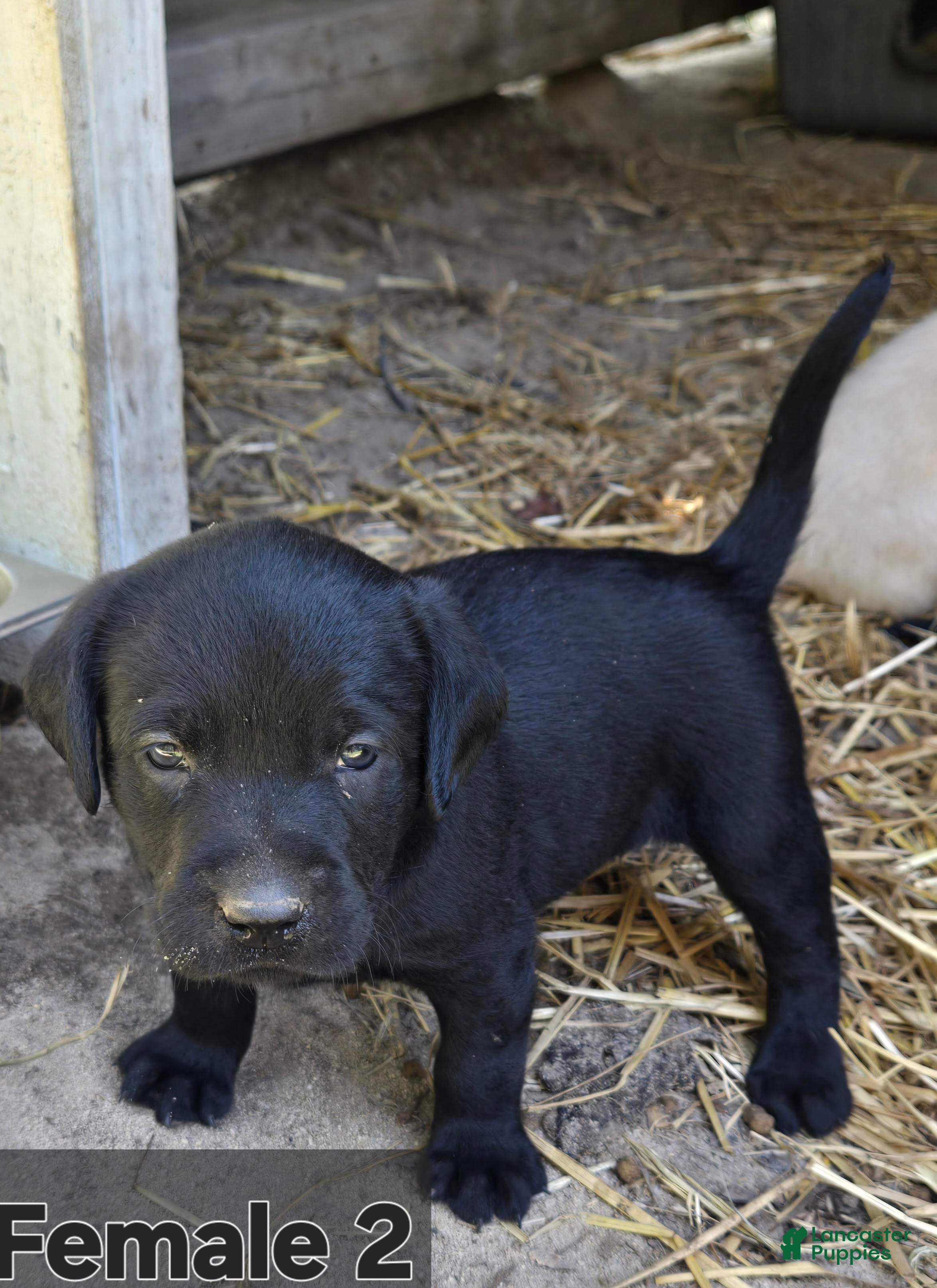 Labrador Retriever Female 2