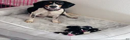Beagle dogs for sale: Princess 💗 - Ad 14