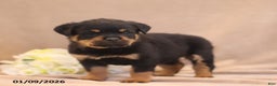 Rottweiler dogs for sale: Tina - Ad 5