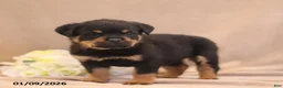 Rottweiler dogs for sale: Tina - Ad 5