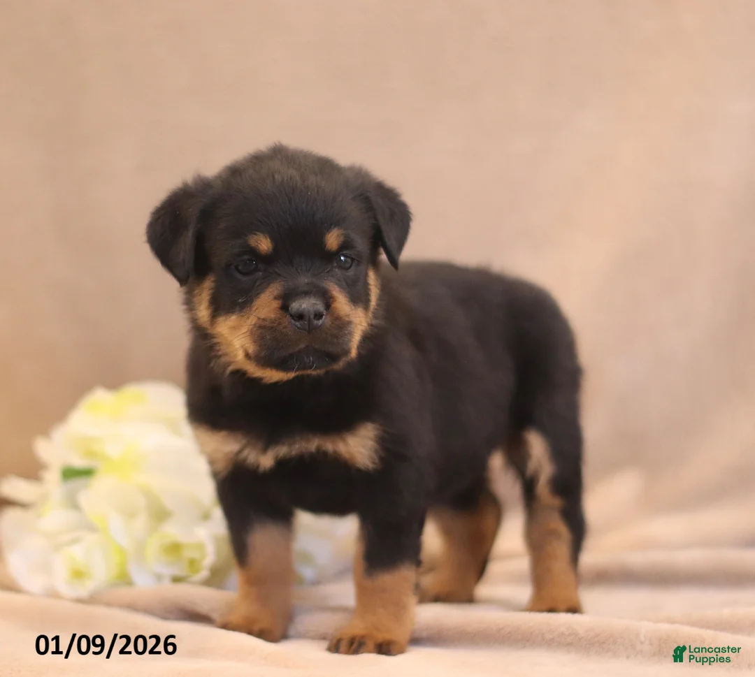 Rottweiler dogs for sale: Tina - Ad 5