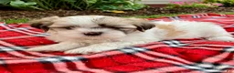 Shih Tzu dogs for sale: Skye - Ad 3