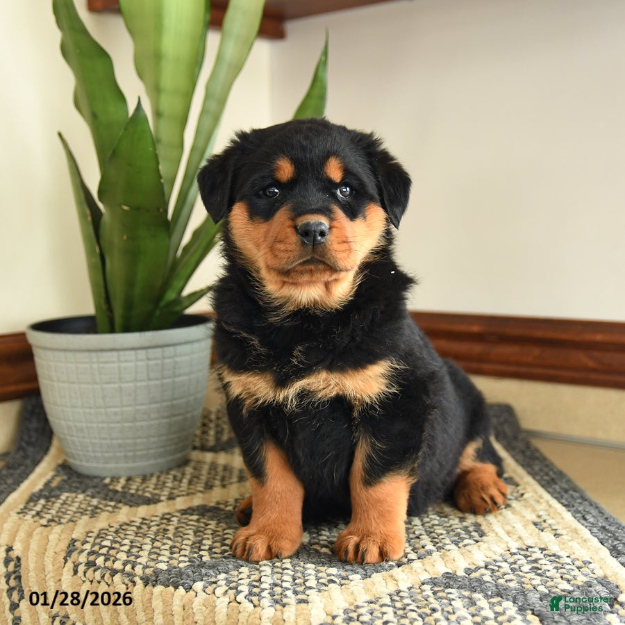 Rottweiler dogs Darcy - Ad 11