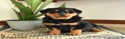 Rottweiler dogs for sale: Darcy - Ad 1