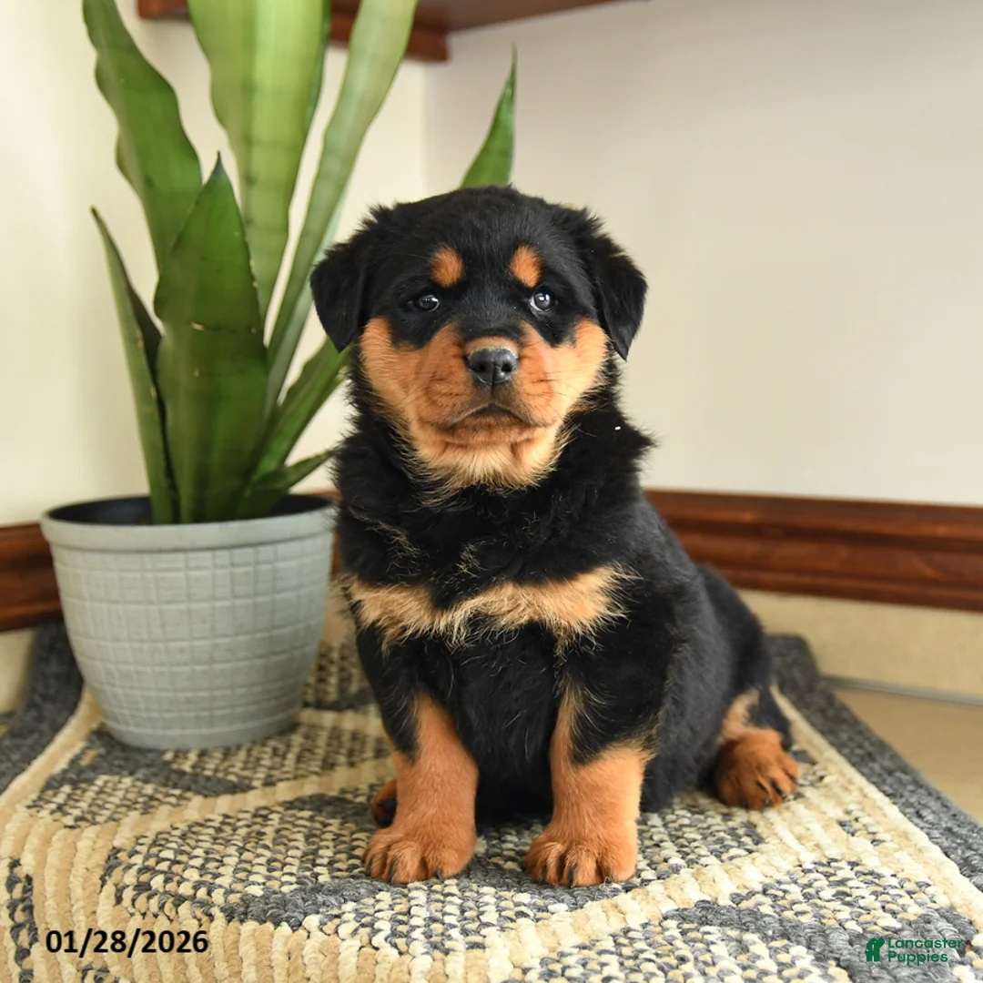Rottweiler dogs for sale: Darcy - Ad 1