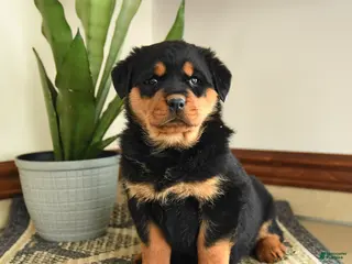 Rottweiler dogs Darcy - Ad 11