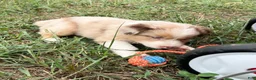 Australian Shepherd dogs for sale: Tyler - Ad 10