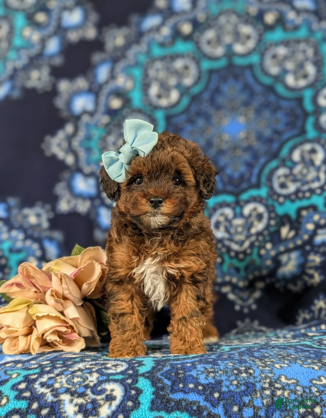 Lhasapoo dogs for sale: Kami Hypoallergenic - Ad 1