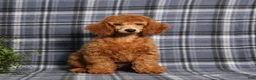 Miniature Poodle dogs for sale: Carlos - Ad 3