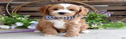Cavapoo dogs for sale: Corbin - Ad 4