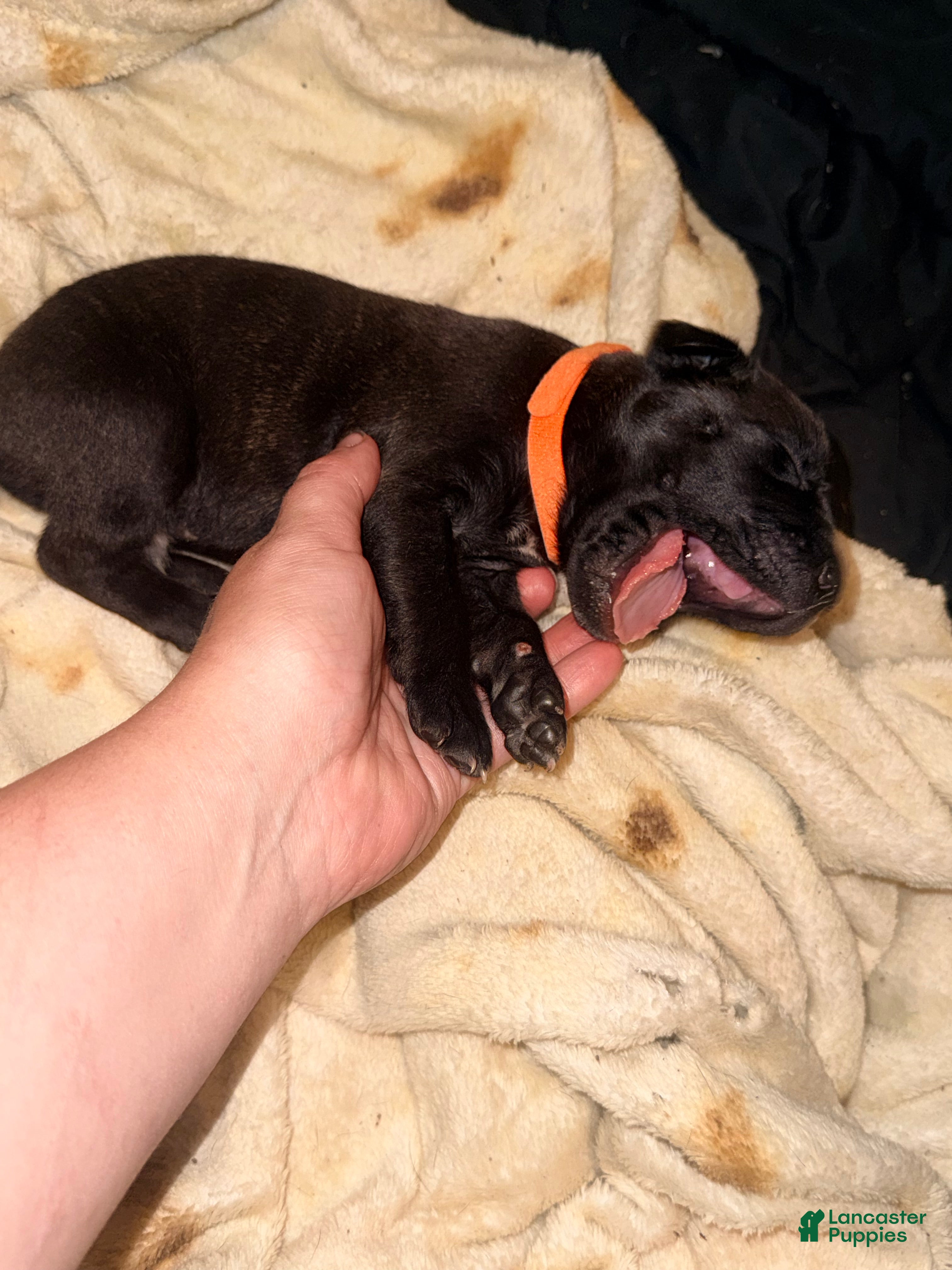 Cane Corso dogs Ketch AKC orange collar - Ad 7