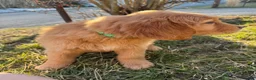 Golden Retriever dogs for sale: Packer-Green - Ad 3