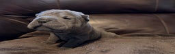Shar Pei dogs for sale: Sylvia - Ad 2