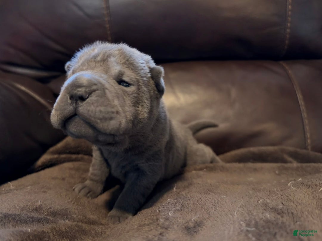 Shar Pei dogs for sale: Sylvia - Ad 2