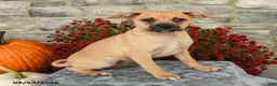 Mixed Breed dogs for sale: Titus - Ad 1