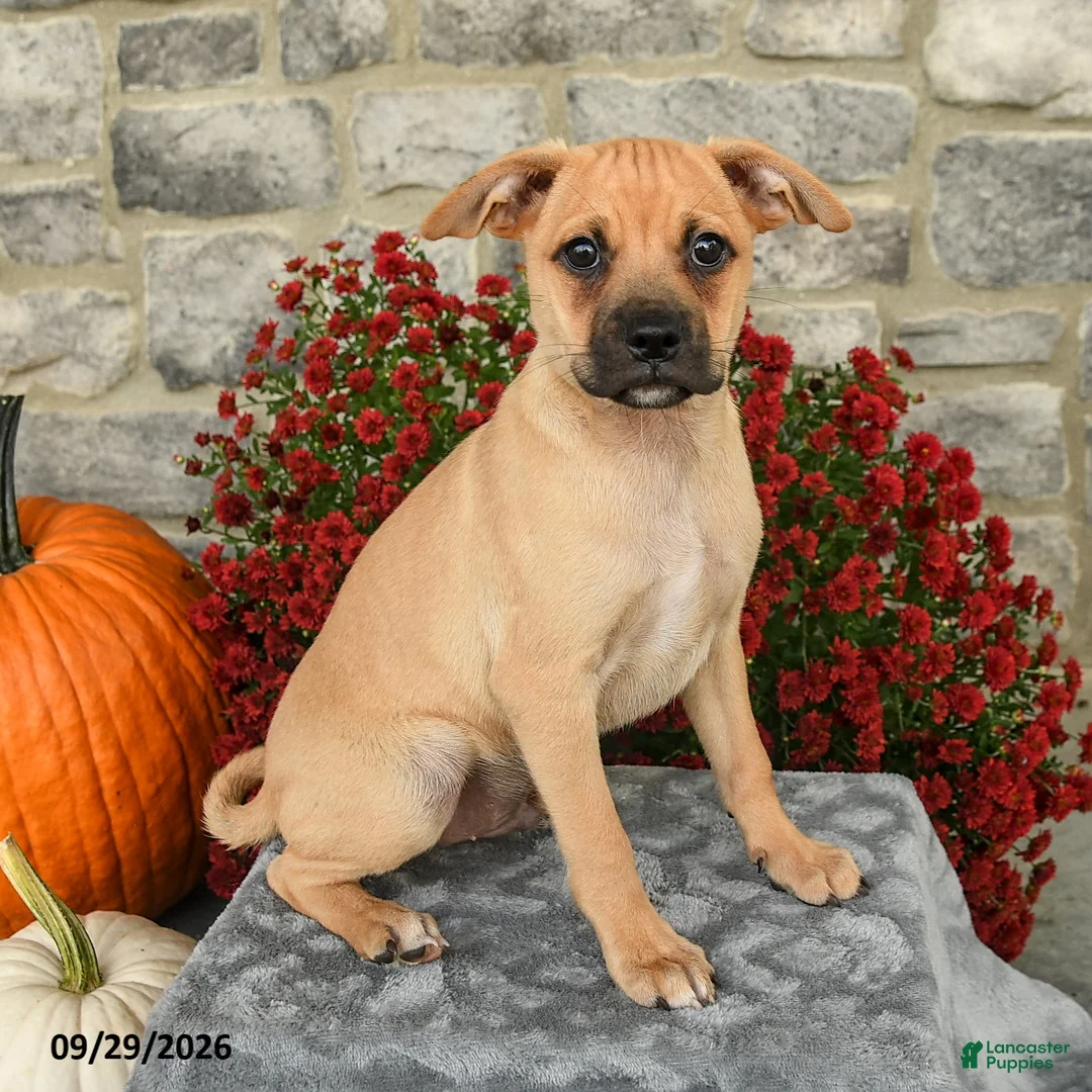Mixed Breed dogs for sale: Titus - Ad 1