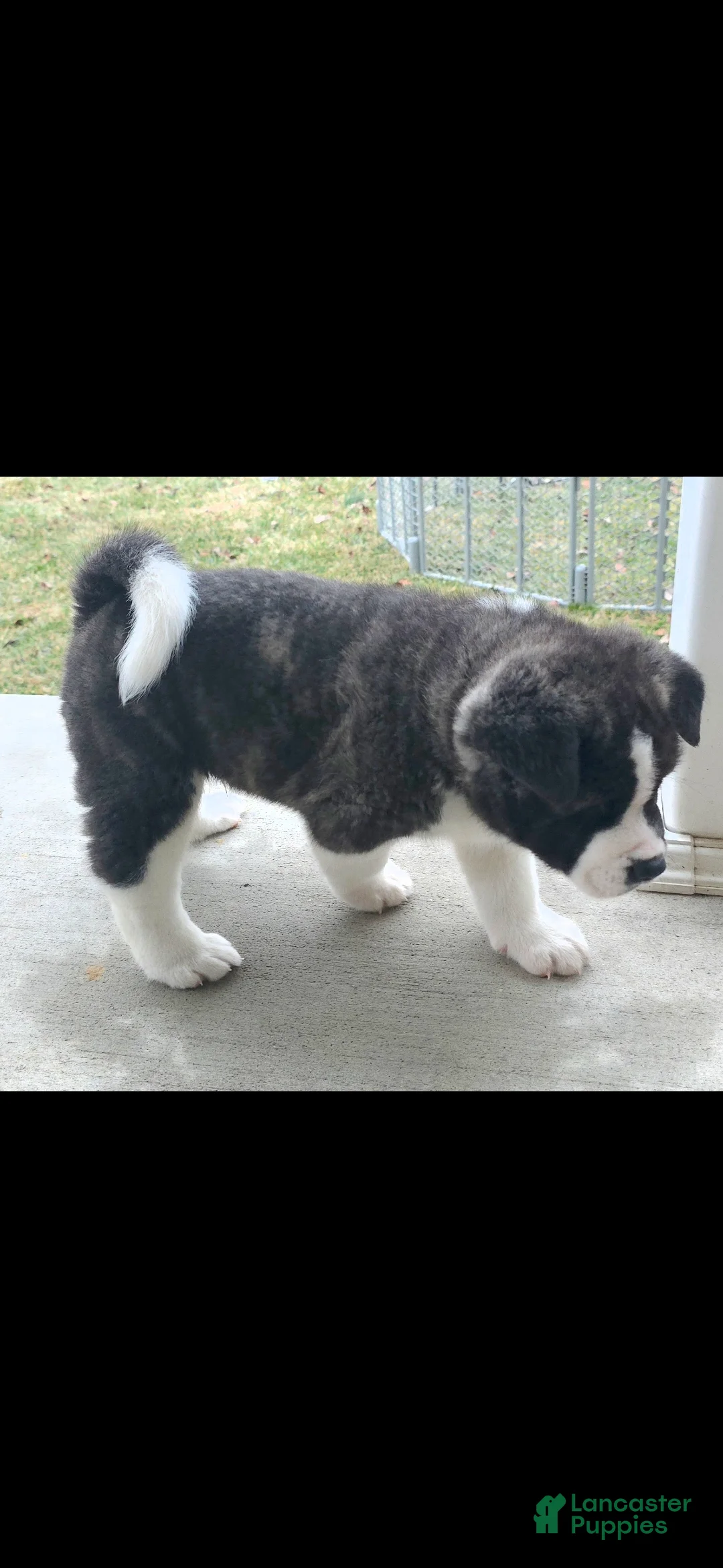 Akita dogs for sale: AKC Lucky - Ad 6