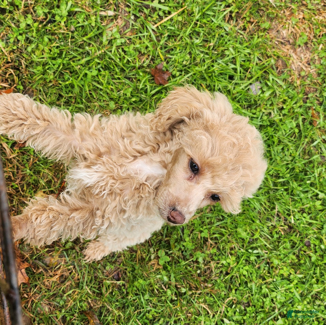 Toy Poodle dogs for sale: Happy  - Ad 6