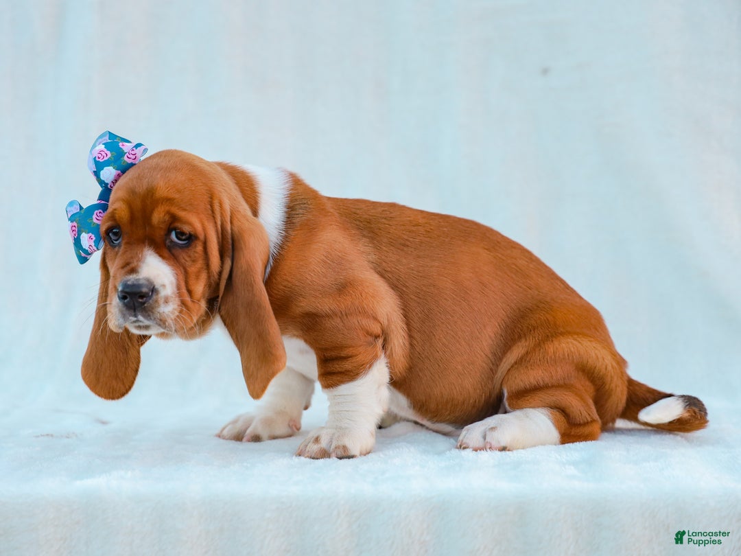 Basset Hound dogs for sale: Jana Basset Hound Pup - Ad 4