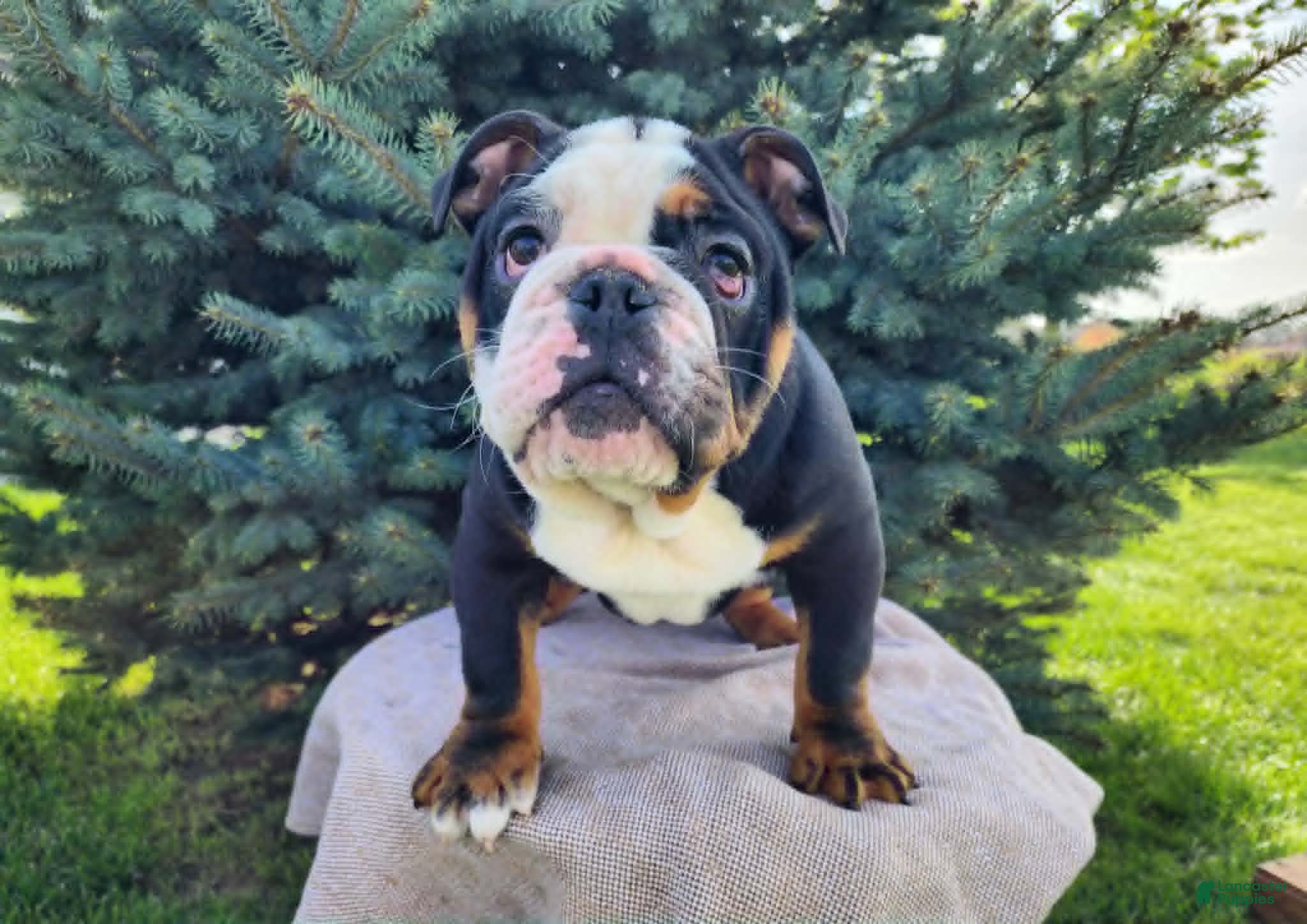 English Bulldog dogs Easton - Ad 39