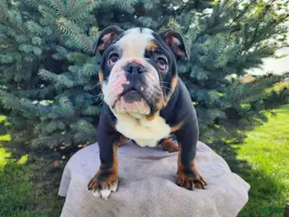 English Bulldog dogs Easton - Ad 39